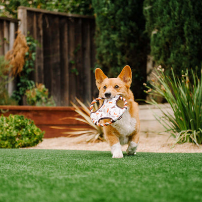 FRISBEE PARA PERRO - BLANCO