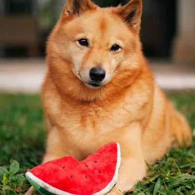 SANDIA JUGUETE DE PERRO - ROJO