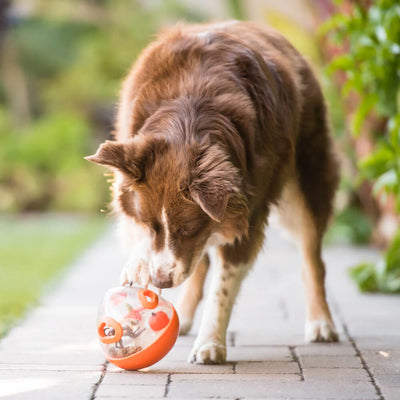 PELOTA JUGUETE DE PERRO - NARANJA