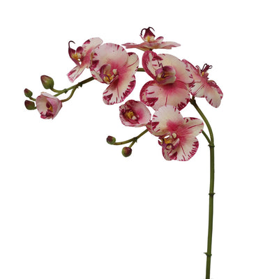 ORQUÍDEA FALAENOPSIS 33" ORQUÍDEA FALAENOPSIS 33"