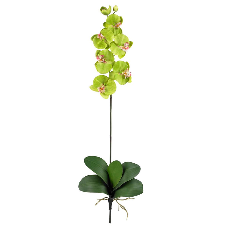 ORQUÍDIA PHALAENOPSIS VERDE 36" ORQUÍDIA PHALAENOPSIS VERDE 36"