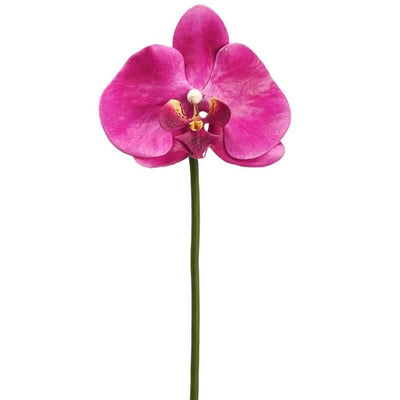 ORQUÍDIA PHALAENOPSIS DOS TONOS 39" ORQUÍDIA PHALAENOPSIS DOS TONOS 39"