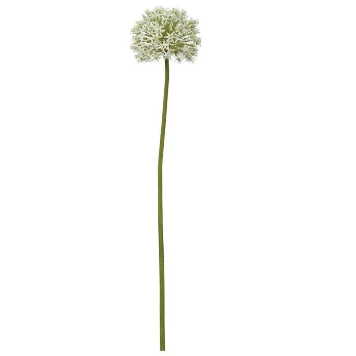 ALLIUM MONTE EVEREST BLANCO CLARO 28"