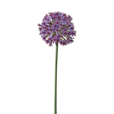 ALLIUM MONTE EVEREST BLANCO CLARO 28" ALLIUM MONTE EVEREST BLANCO CLARO 28"