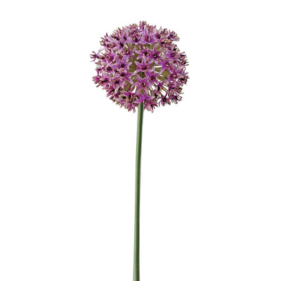 ALLIUM MONTE EVEREST 28" ALLIUM MONTE EVEREST 28"