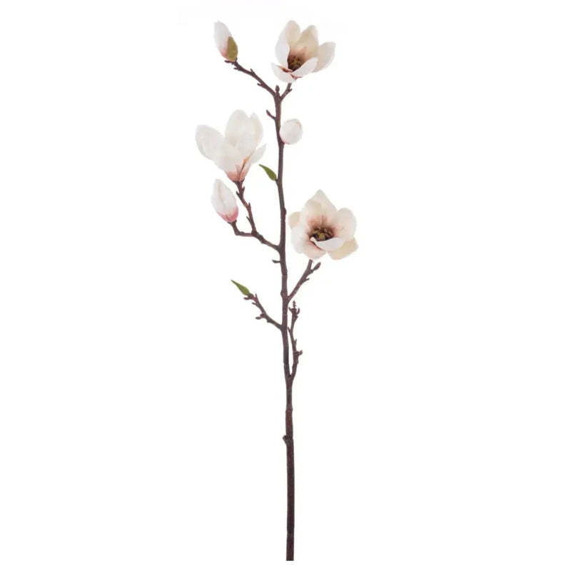 MAGNOLIA ÁRBOL CHAMPAGNE 20" MAGNOLIA ARBOL CHAMPAGNE 20"