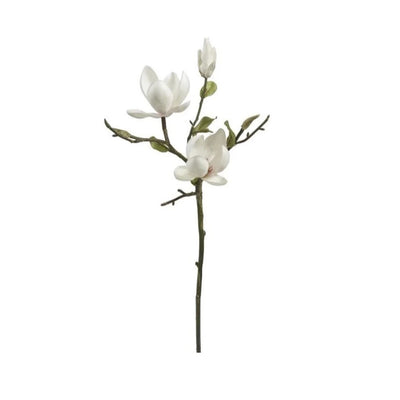 MAGNOLIA ÁRBOL CHAMPAGNE 20"