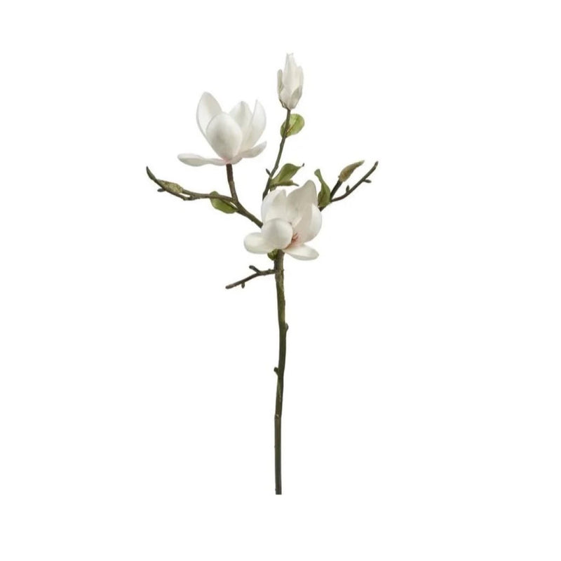 MAGNOLIA ÁRBOL CHAMPAGNE 20" MAGNOLIA ARBOL CHAMPAGNE 20"