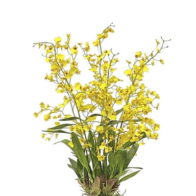 ORQUÍDEA BAILARINA ONCIDIUM  BKRD 40"