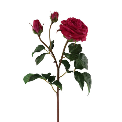 ROSA PEREGRINA INGLES 21.5" (FUCSIA ROSA PEREGRINA INGLES 21.5" (FUCSIA
