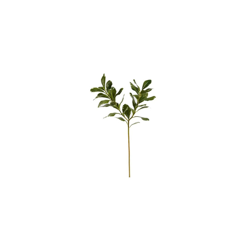 PITTOSPORUM M 21.5" VERDE