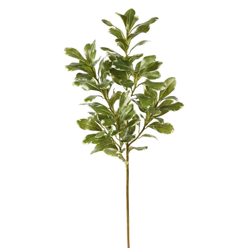SPRAY DE PITTOSPORUM L 30"