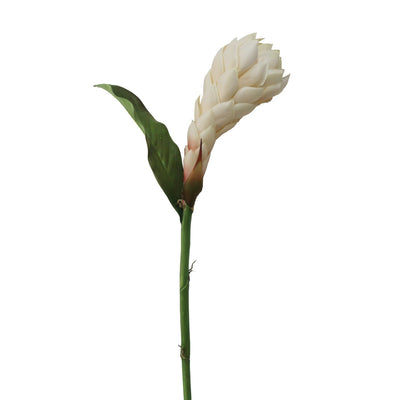 JENGIBRE L. 38" BLANCO JENGIBRE L. 38" BLANCO