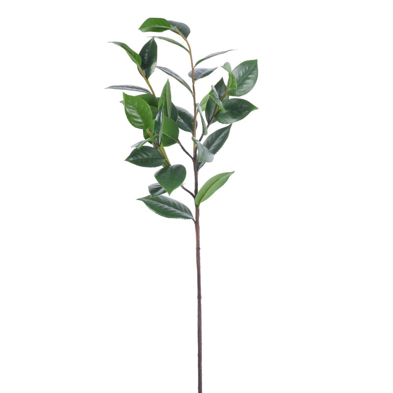 FOLLAJE DE CAMELIA 39" VERDE