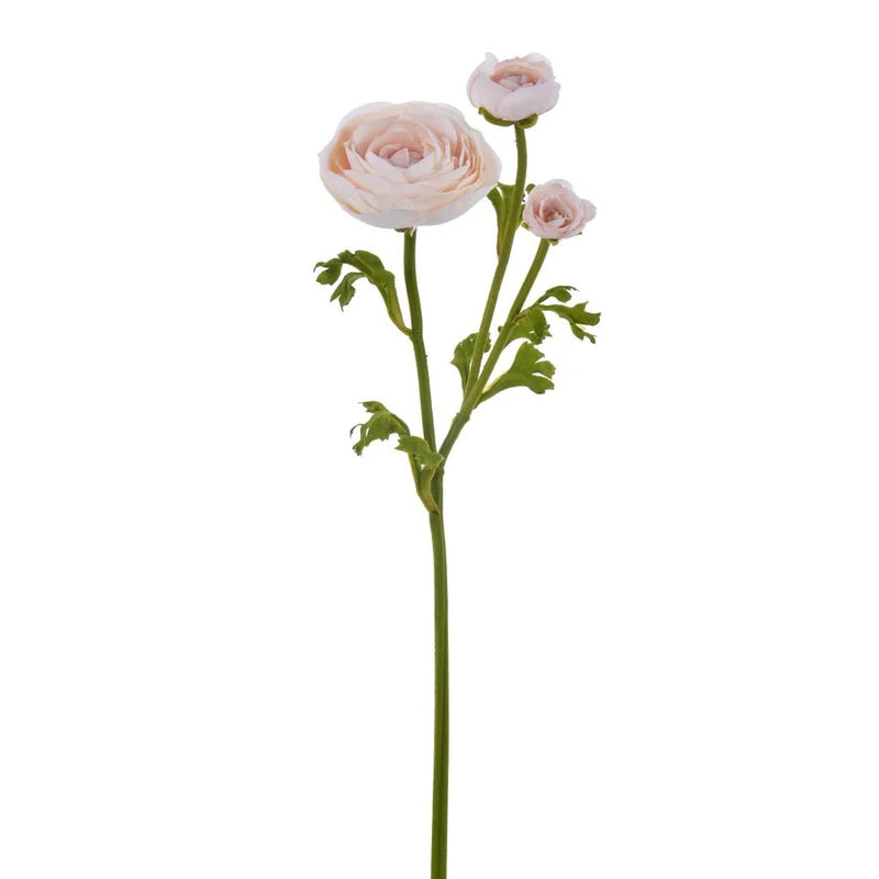 RANUNCULUS BEIGE 22" RANUNCULUS BEIGE 22"