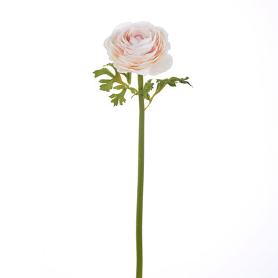 RANUNCULUS 22" (MELOCOTON POLVO) RANUNCULUS 22" (MELOCOTON POLVO)