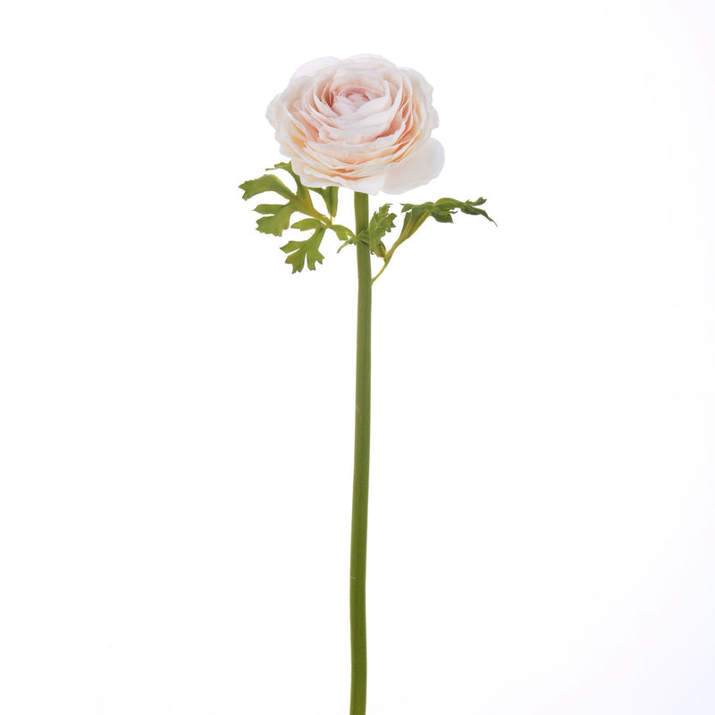 RANUNCULUS 22" (MELOCOTON POLVO) RANUNCULUS 22" (MELOCOTON POLVO)