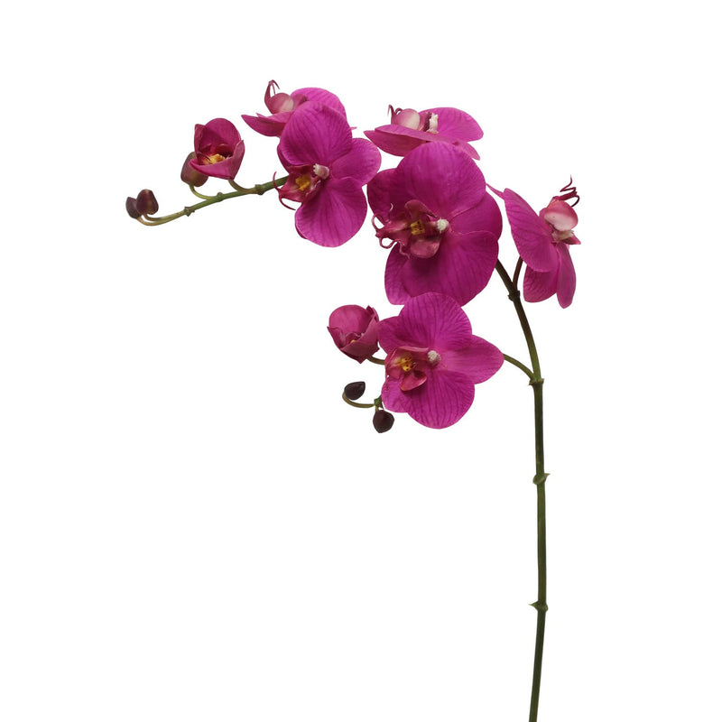 ORQUÍDEA PHALAENOPSIS 33"(FUCSIA)