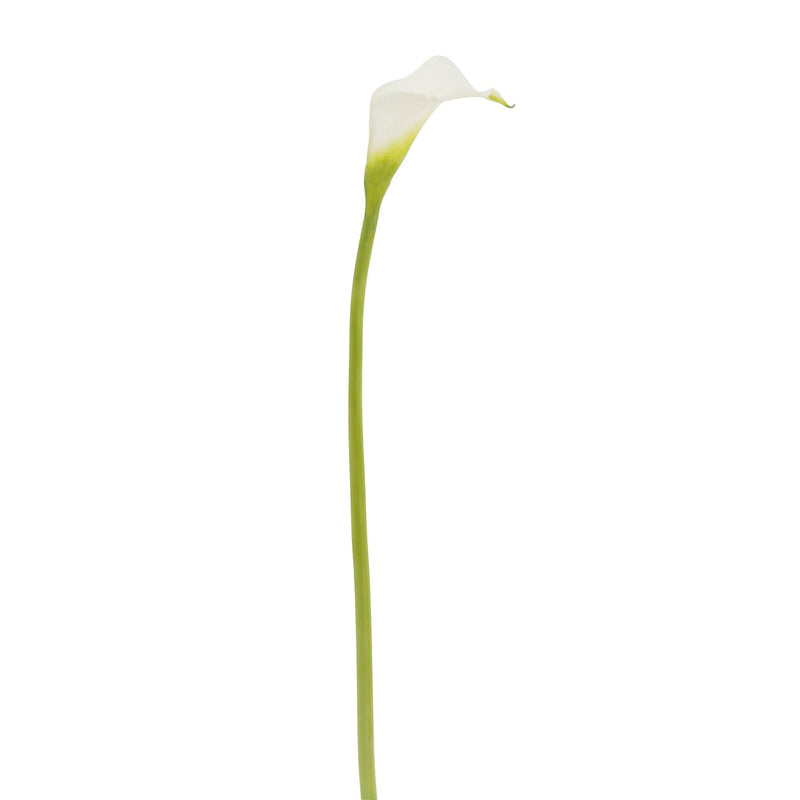 CALLA 21" (BLANCO)