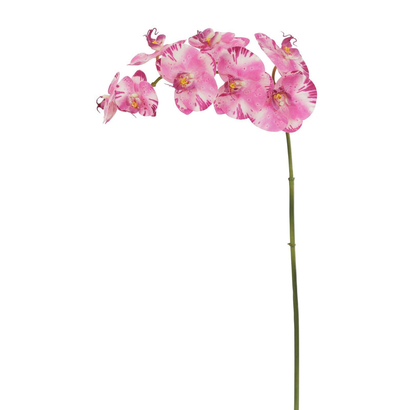 ORQUIDEA PHALAENOPSIS 36" (PÚRPURA/WH)