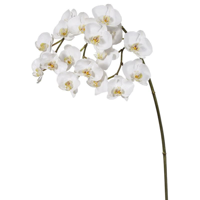 ORQUIDEA PHALAENOPSIS SPRAY X17 44