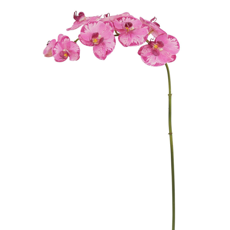 ORQUÍDEA PHALAENOPSIS 36" (NUEVO COLOR)