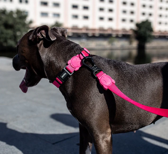 ZEE DOG PINK LED | COLLAR - MEDIUM