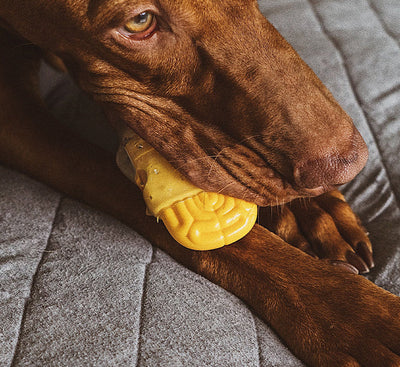 ZEE DOG BRAIN FRIED | DOG TOY