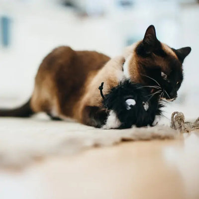 CRIATURAS DE JUGUETE PARA GATOS-NEGRO