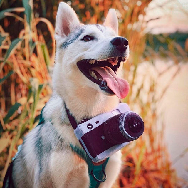 CAMARA JUGUETE PARA PERRO - NEGRO/GRIS