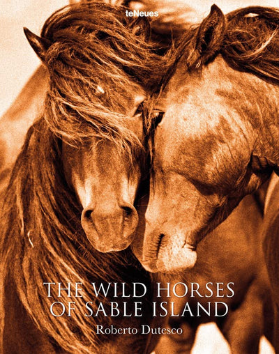 WILD HORSES OF SABLE ISLAND